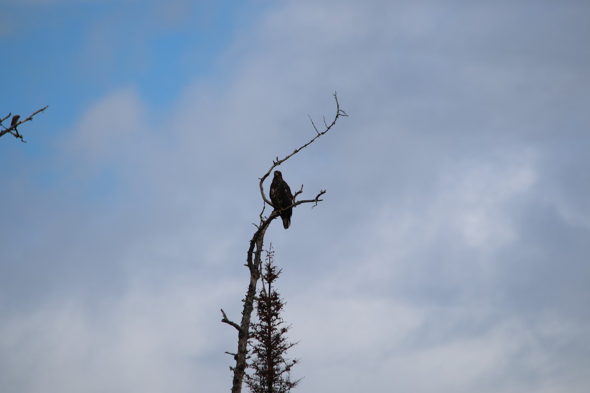 Bald Eagle - ML644850928