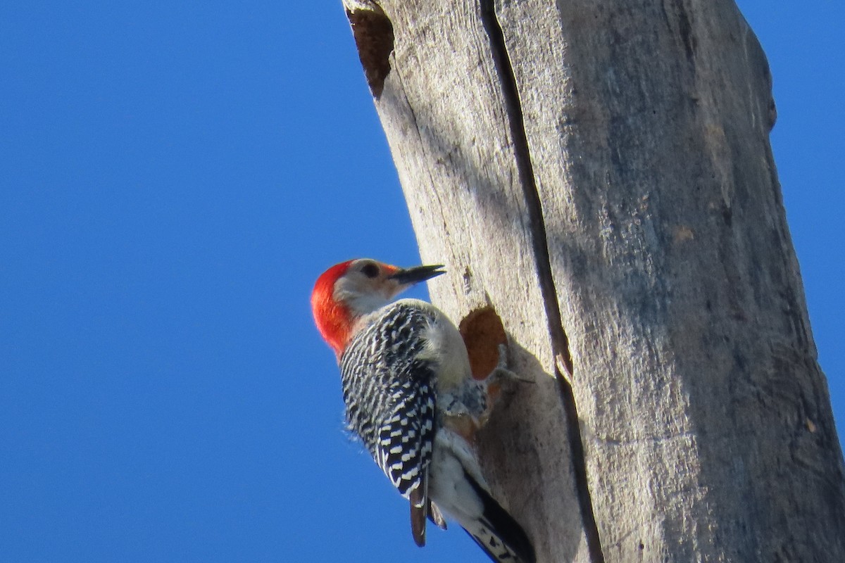 Red-bellied Woodpecker - ML644850930