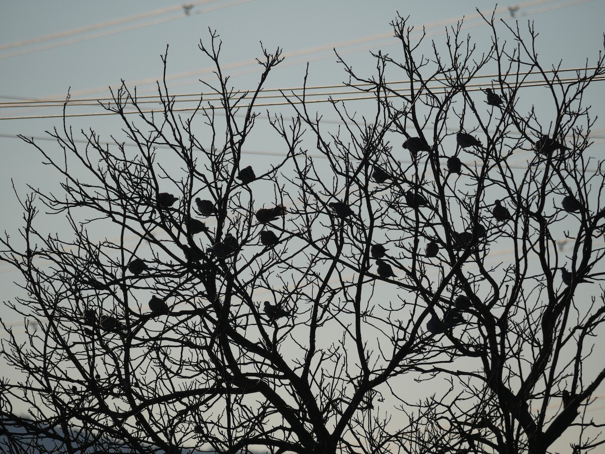 灰斑鳩 - ML644850932