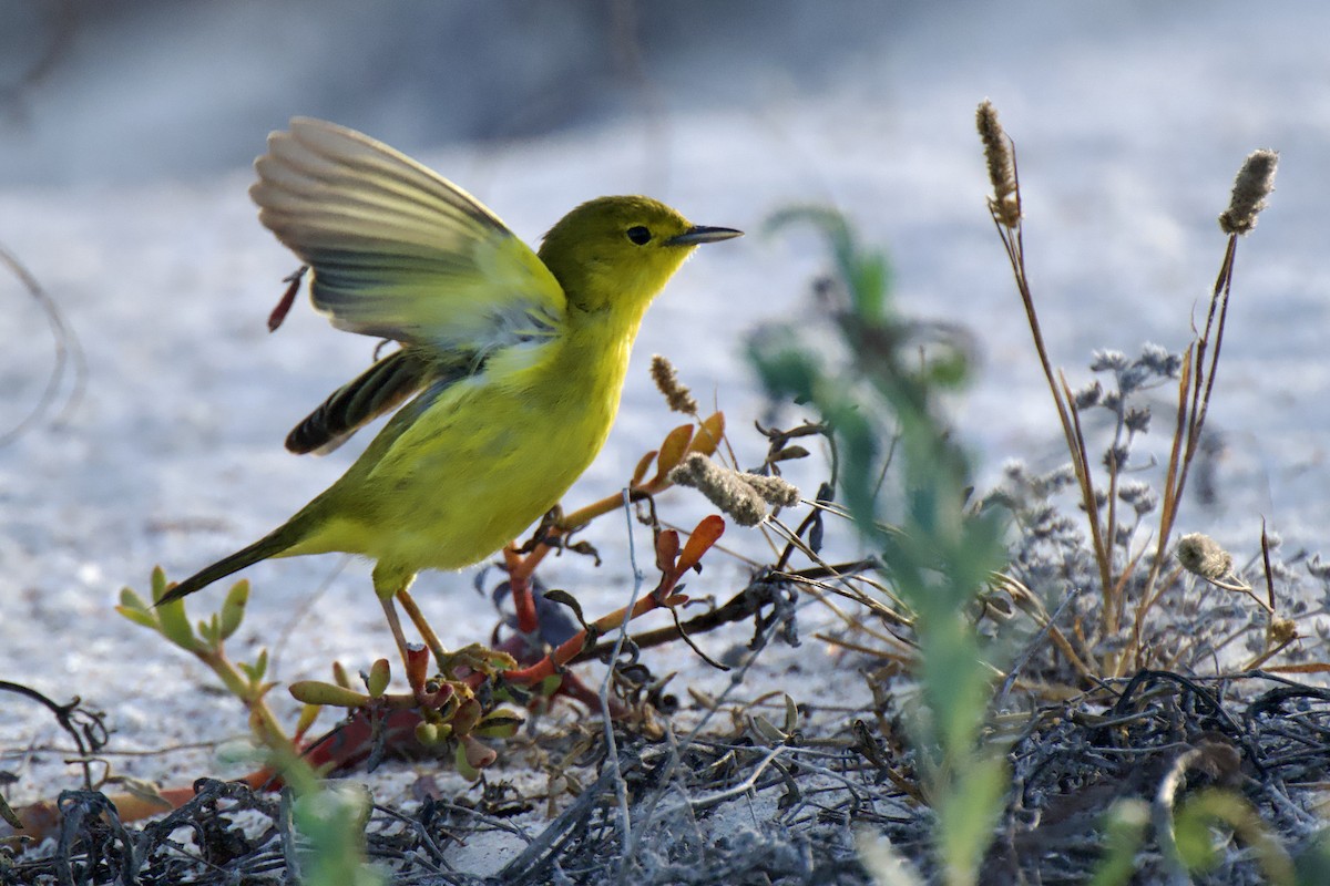 Mangrove Yellow Warbler - ML644850933