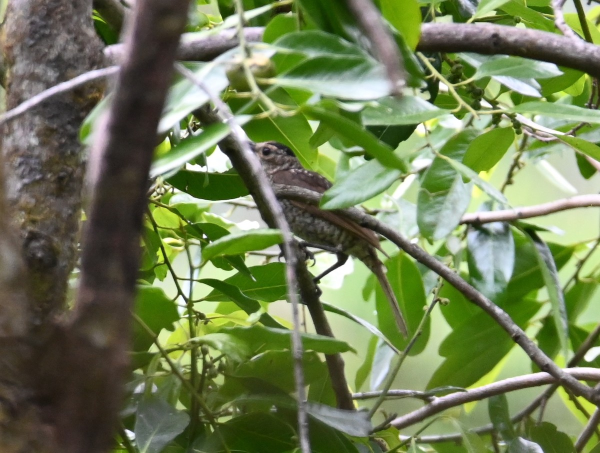 Regent Bowerbird - ML644850934