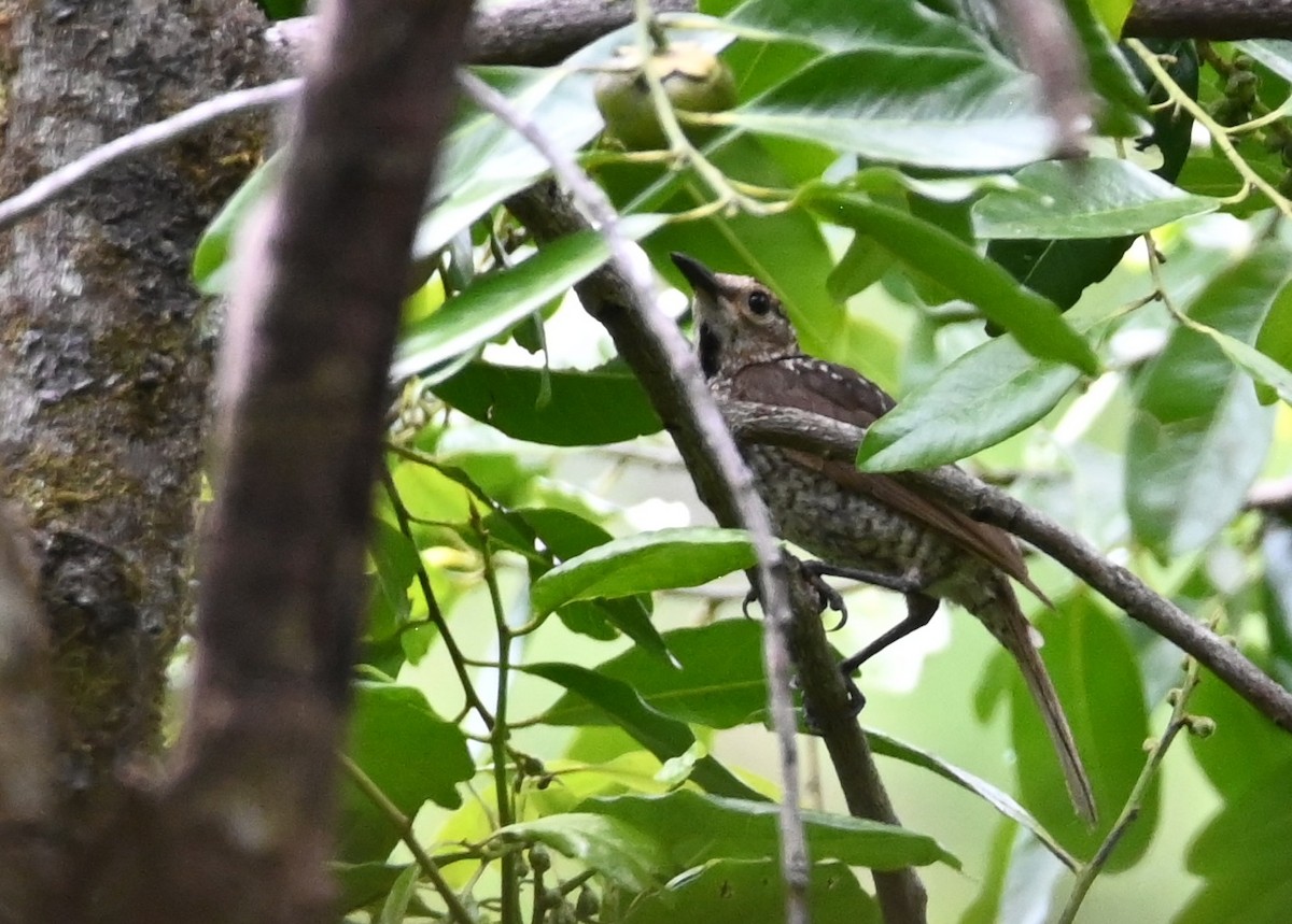 Regent Bowerbird - ML644850935