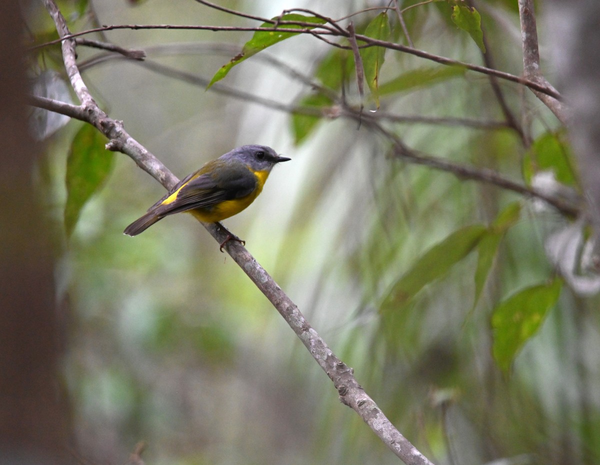 Eastern Yellow Robin - ML644850937