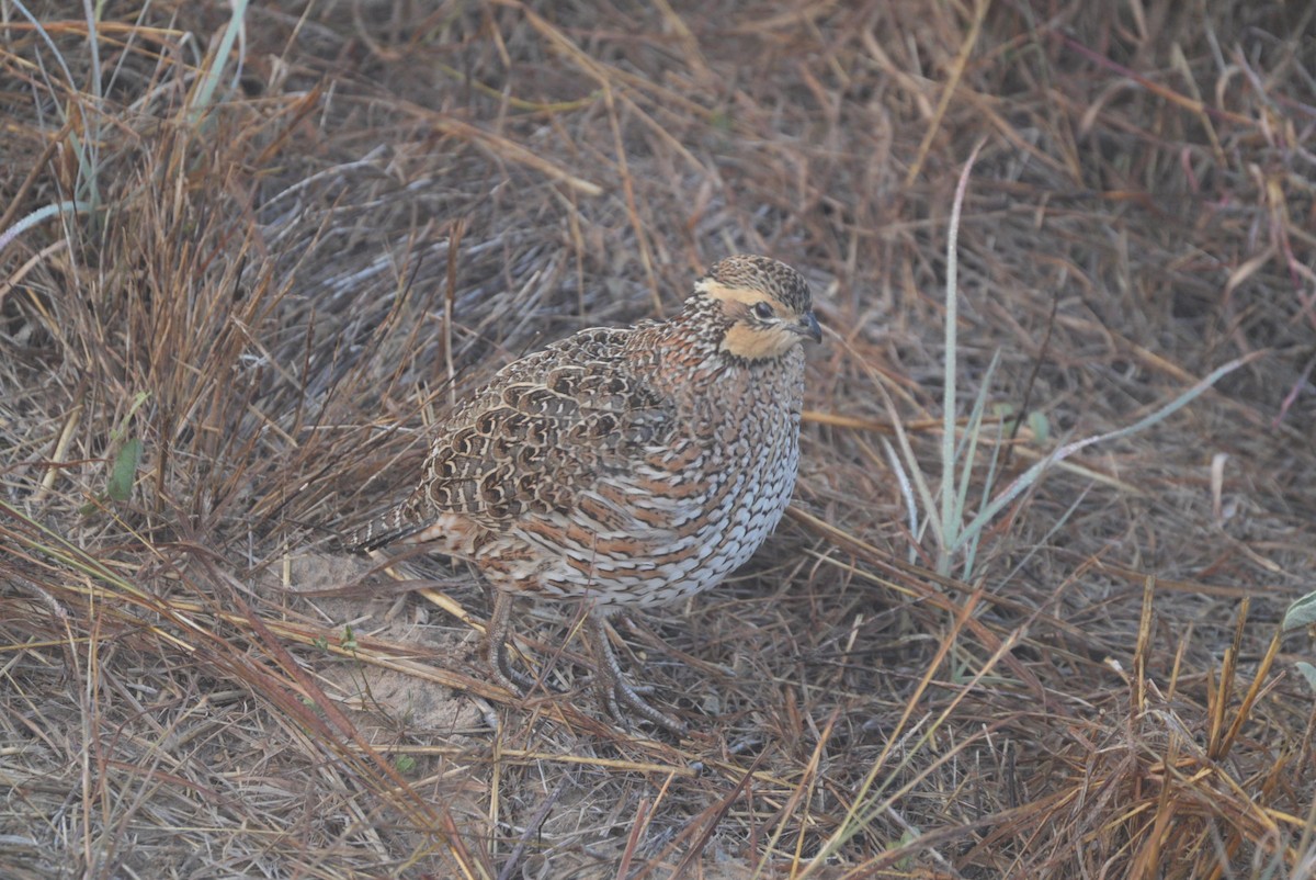 Northern Bobwhite - ML644850938