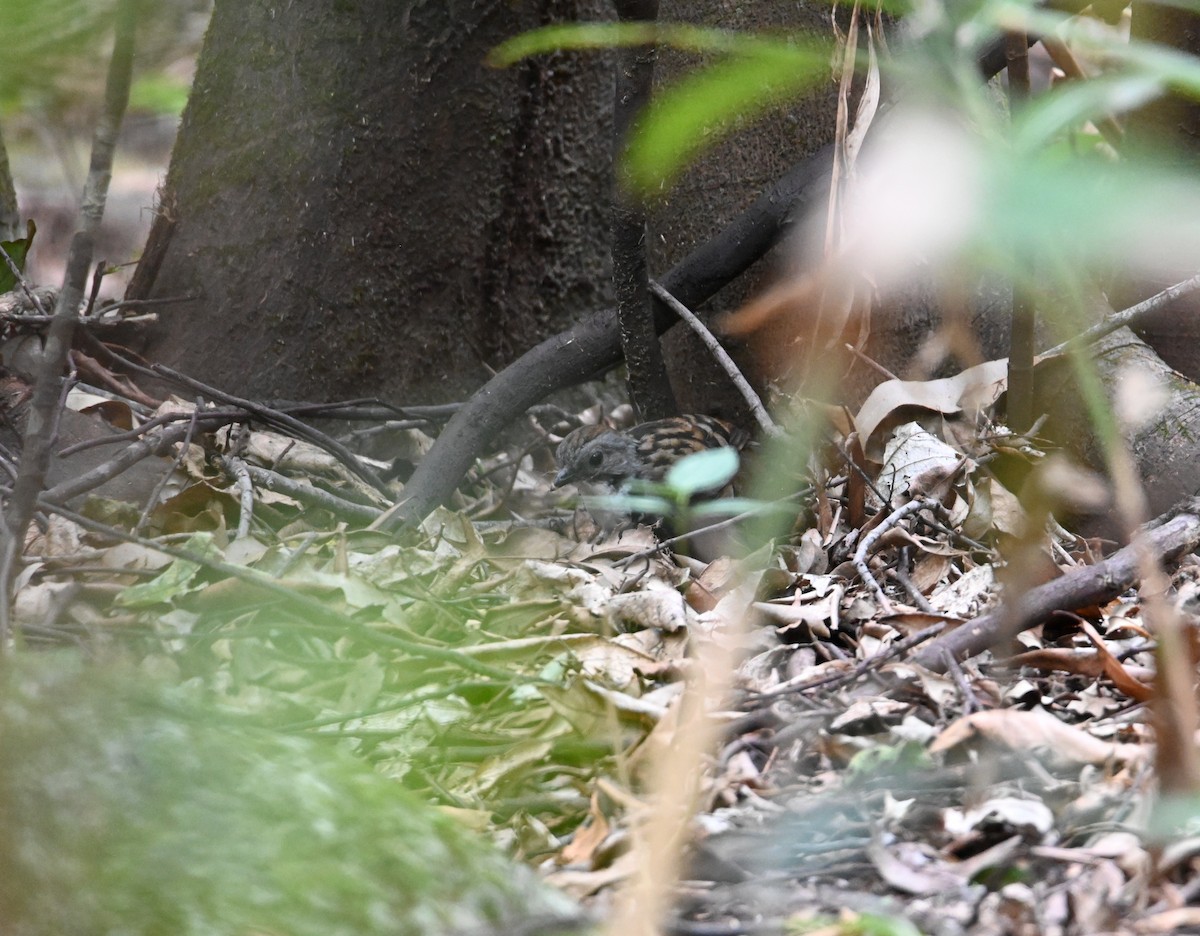 Australian Logrunner - ML644850939