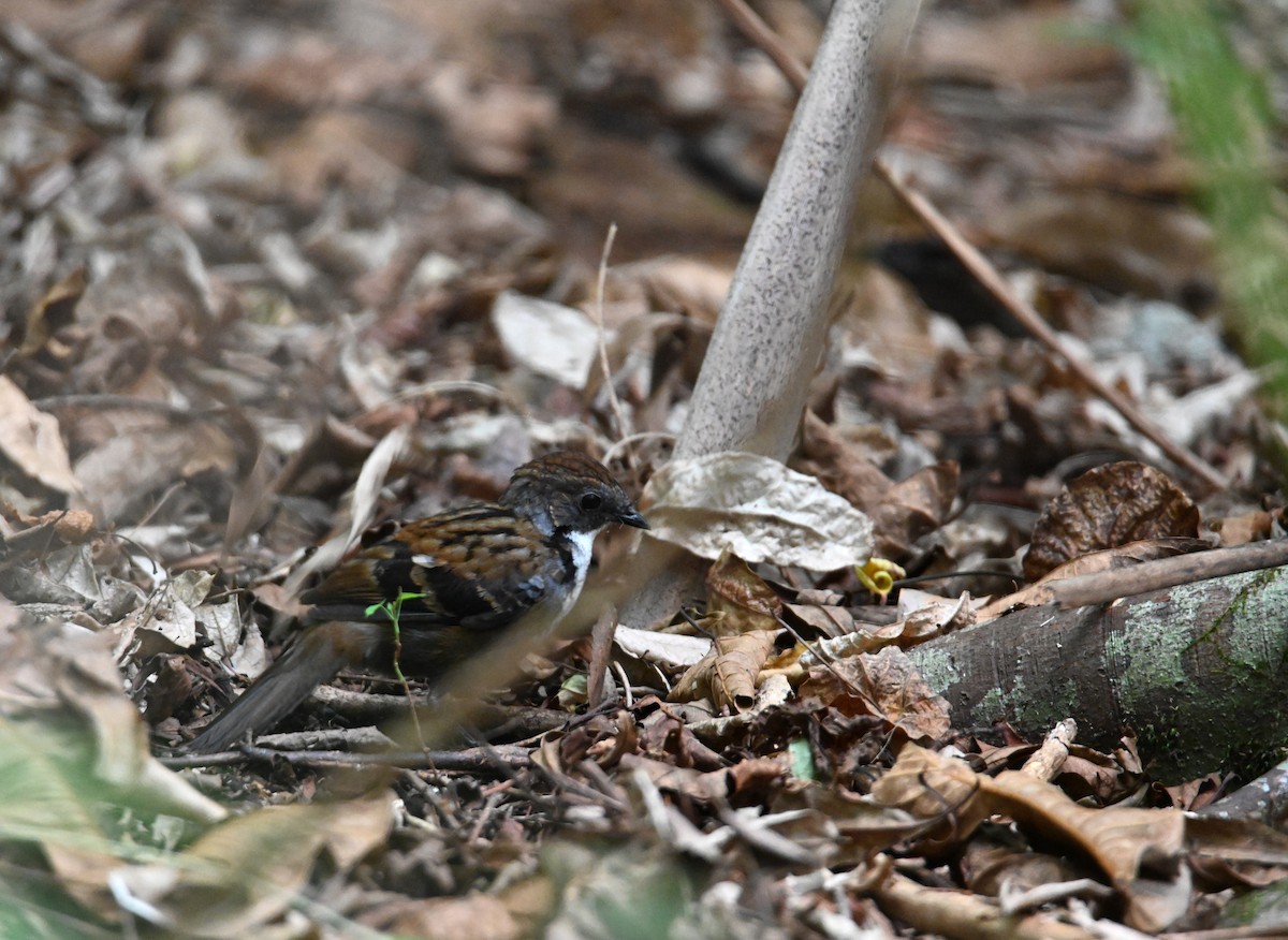 Australian Logrunner - ML644850940
