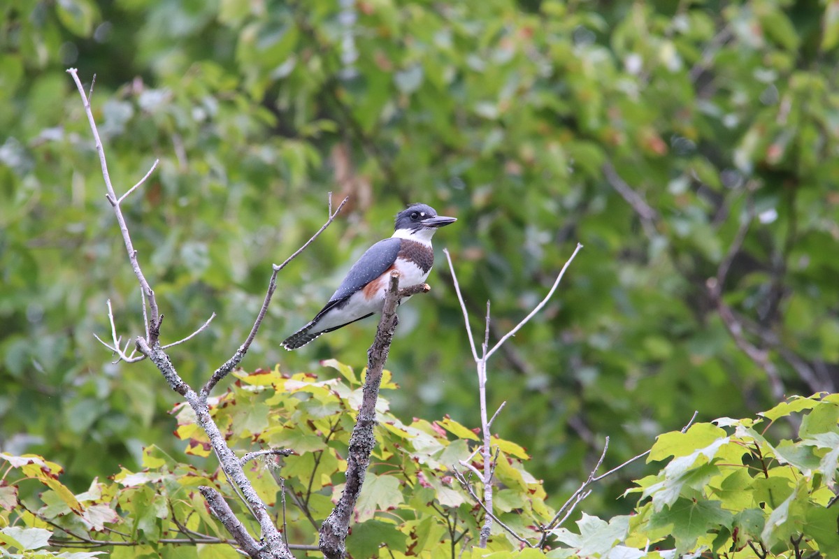 Belted Kingfisher - ML644850941