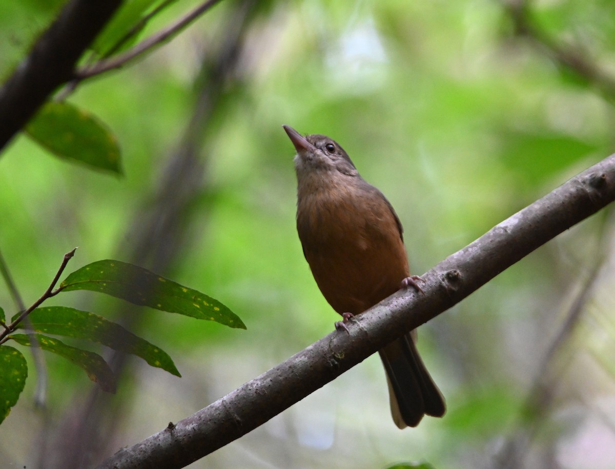 Little Shrikethrush (Rufous) - ML644850944
