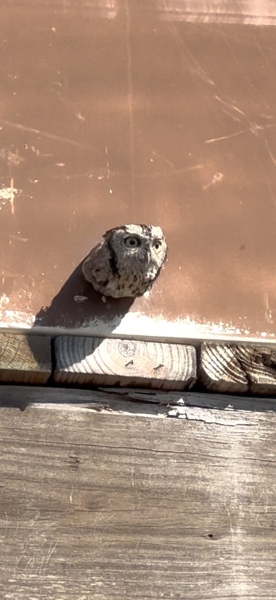 Eastern Screech-Owl - ML644850945