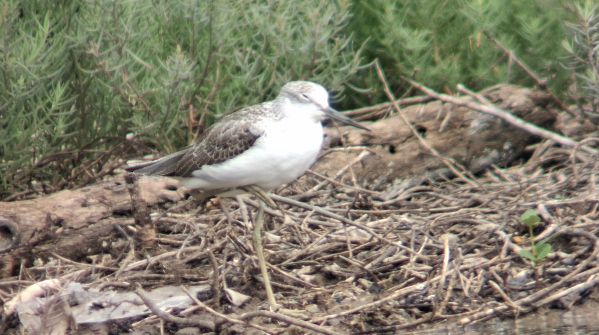 青足鷸 - ML644850946