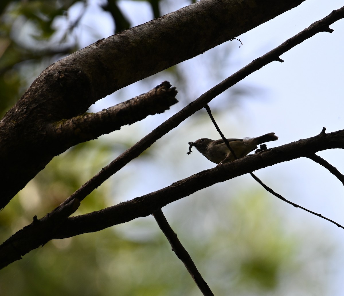 Brown Thornbill - ML644850948
