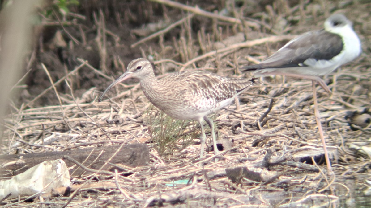 中杓鷸 - ML644850949