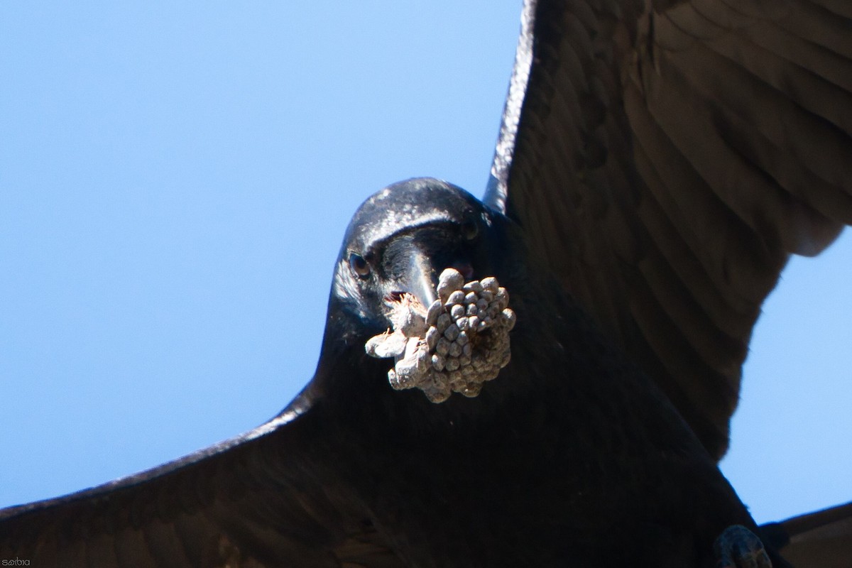 松鴉 - ML644850952