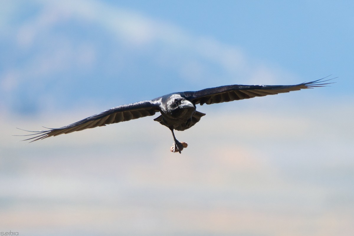 松鴉 - ML644850953