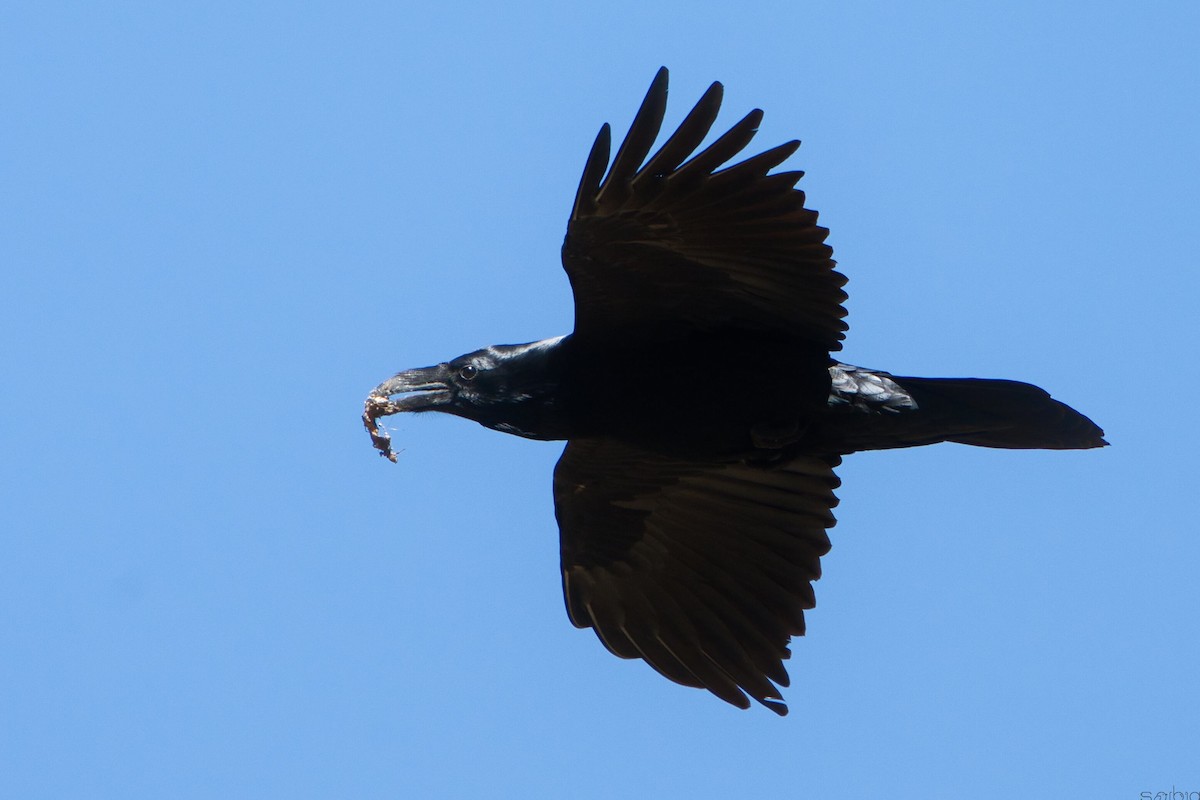 松鴉 - ML644850954