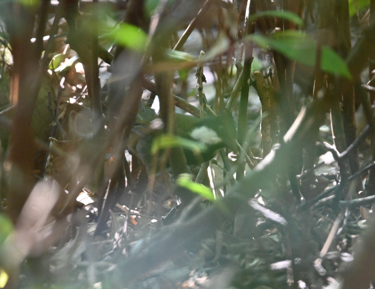 Eastern Whipbird - ML644850957