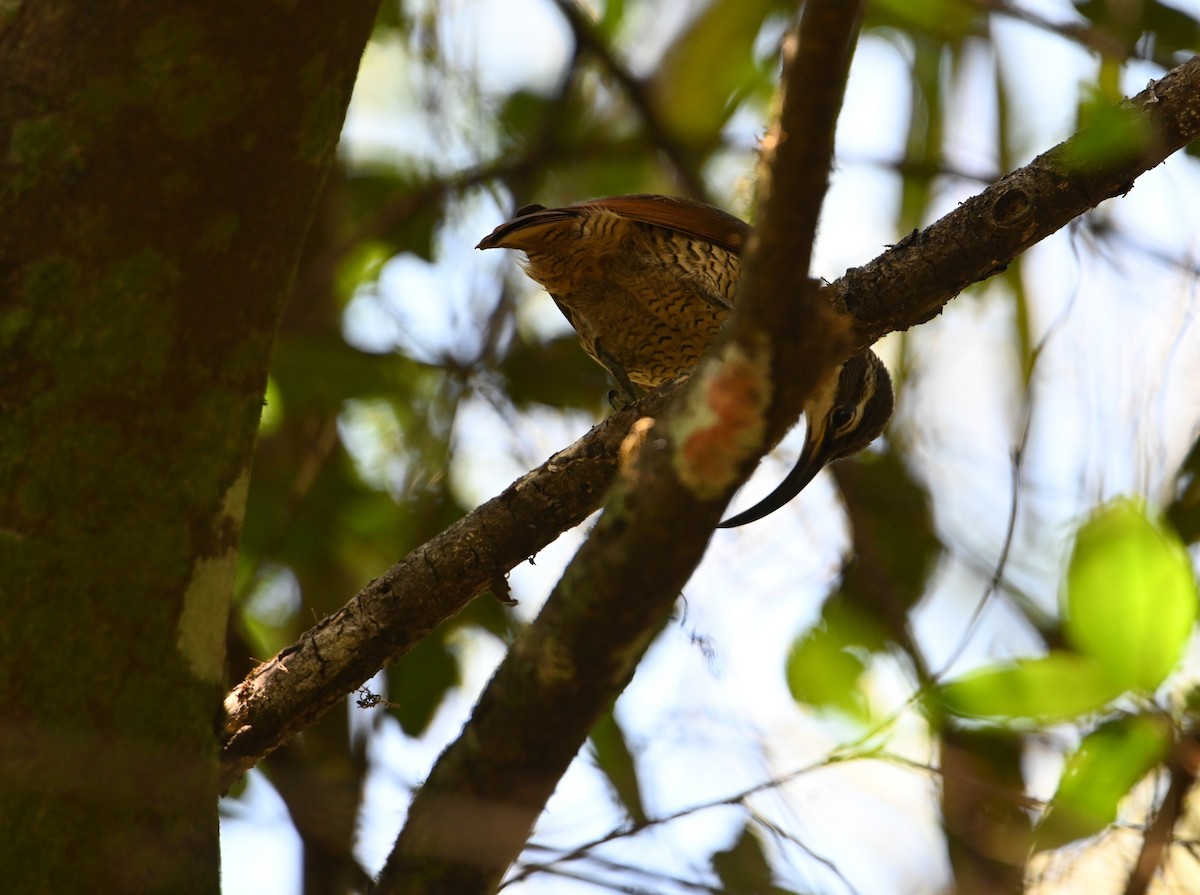 Paradise Riflebird - ML644850959