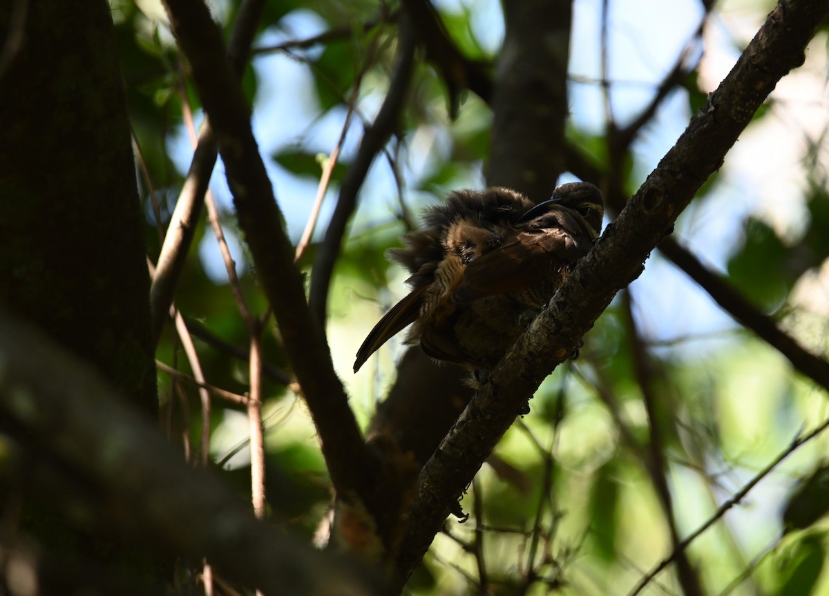 Paradise Riflebird - ML644850960
