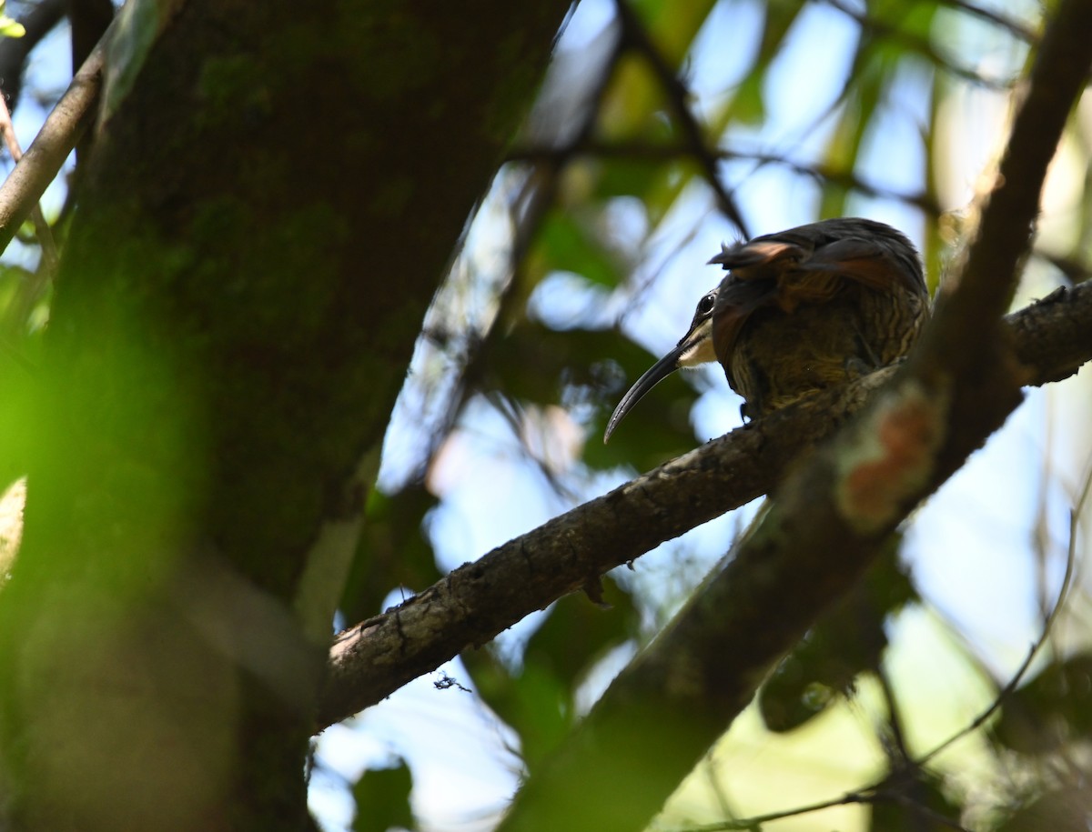Paradise Riflebird - ML644850961