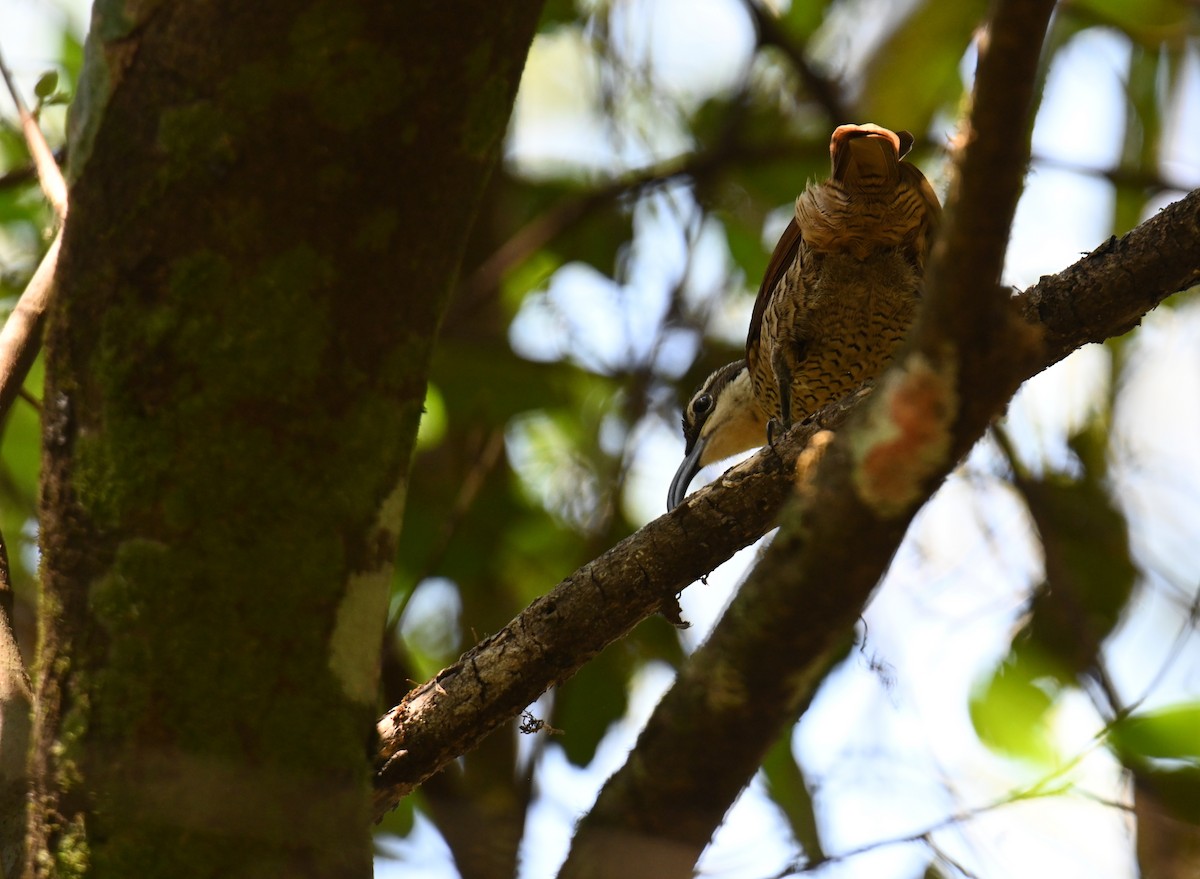 Paradise Riflebird - ML644850963