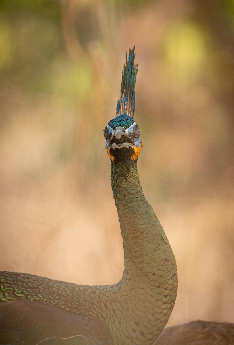 Павич синьокрилий - ML644850965