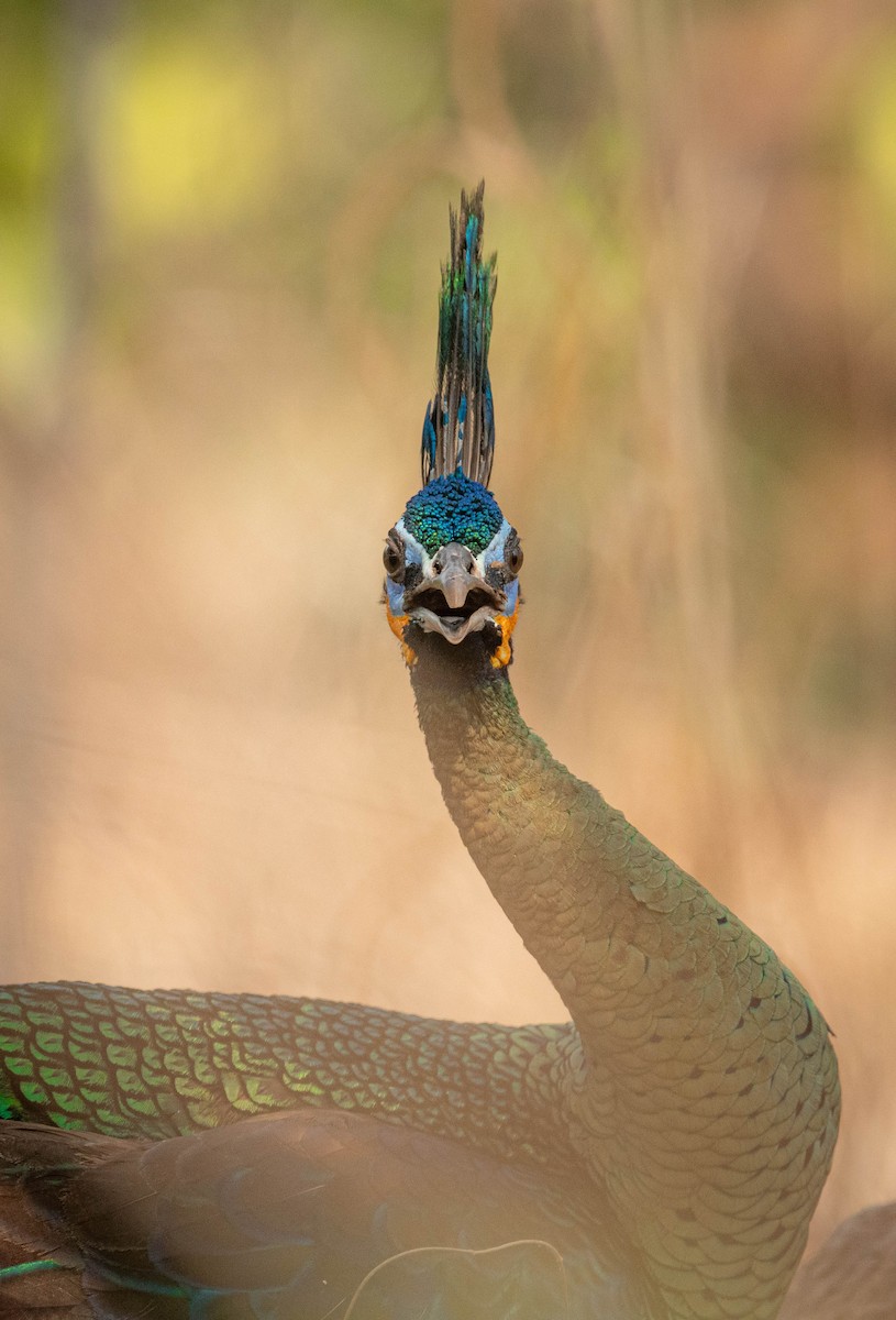 Павич синьокрилий - ML644850966