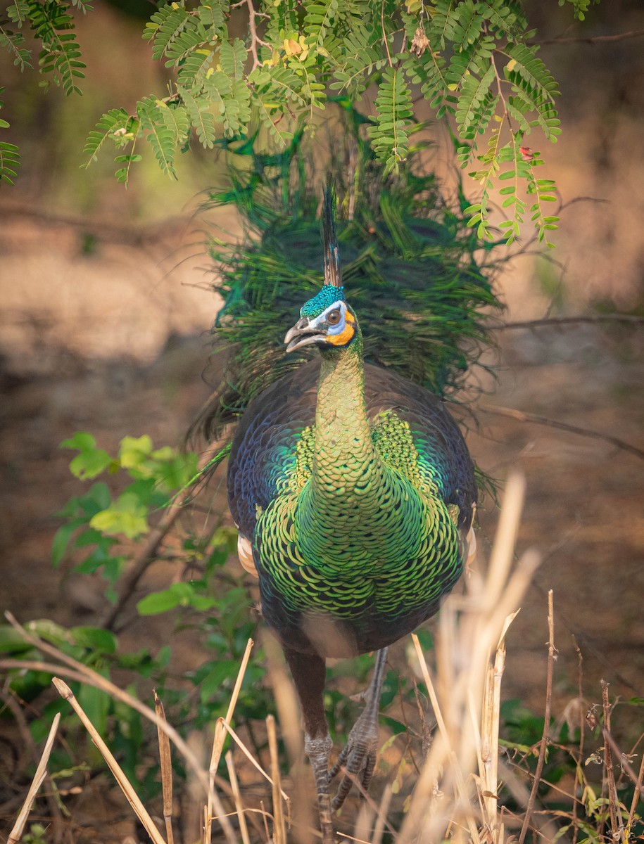 Павич синьокрилий - ML644850967
