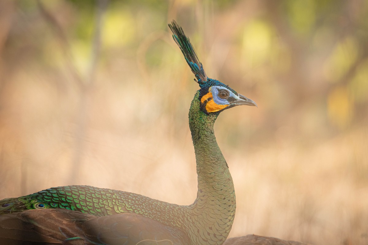 Павич синьокрилий - ML644850968