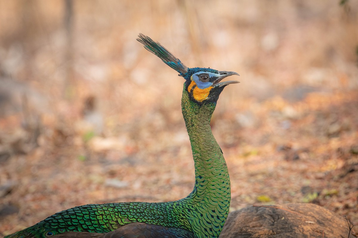 Павич синьокрилий - ML644850969
