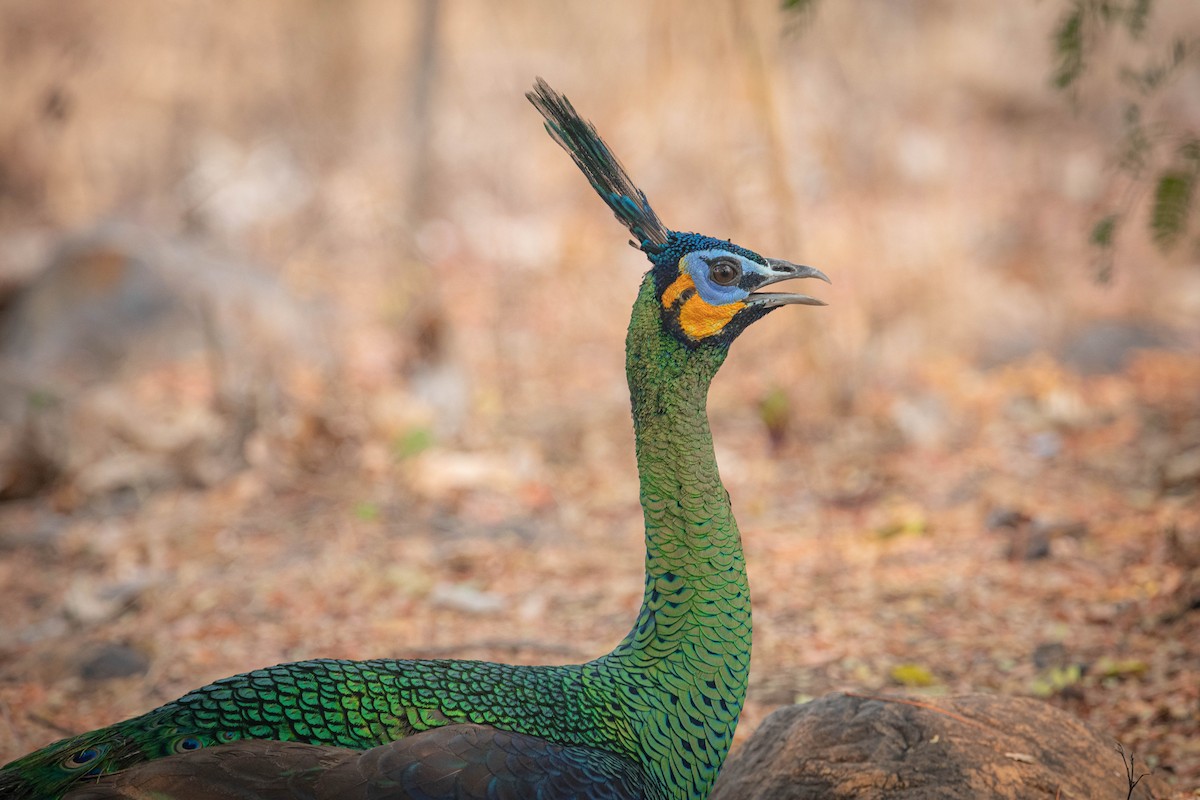 Павич синьокрилий - ML644850970