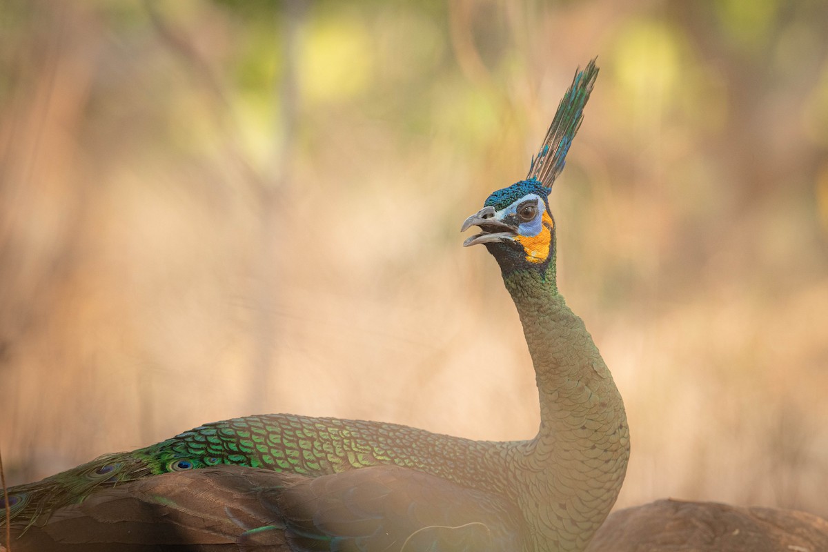 Павич синьокрилий - ML644850971