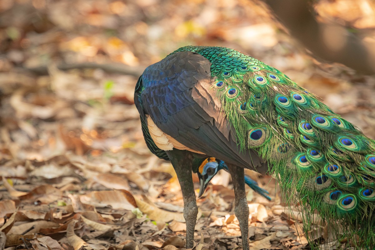 Павич синьокрилий - ML644850972