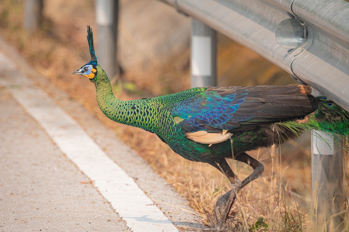 Павич синьокрилий - ML644850973