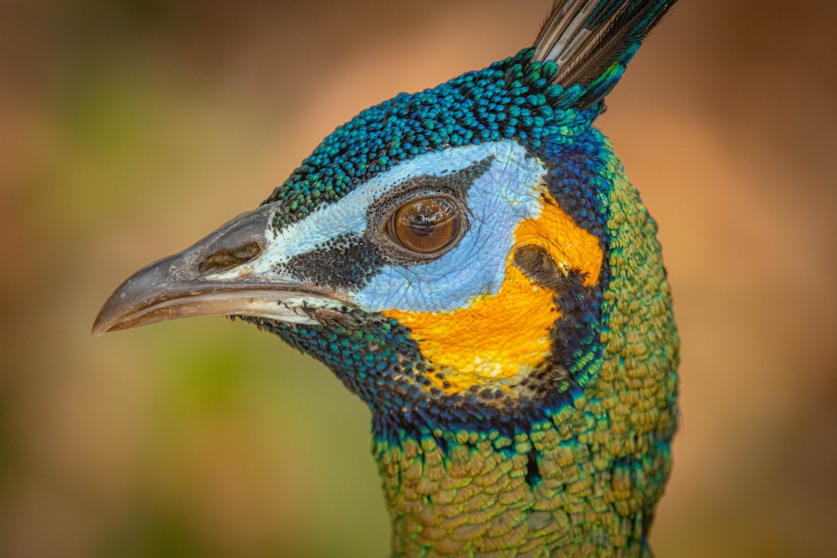 Павич синьокрилий - ML644850974