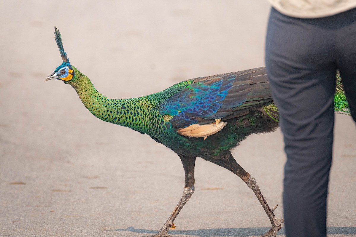 Павич синьокрилий - ML644850975