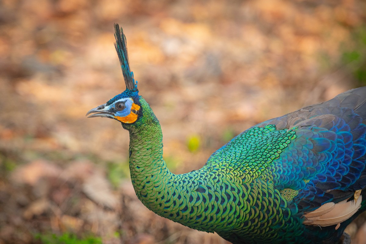 Павич синьокрилий - ML644850976