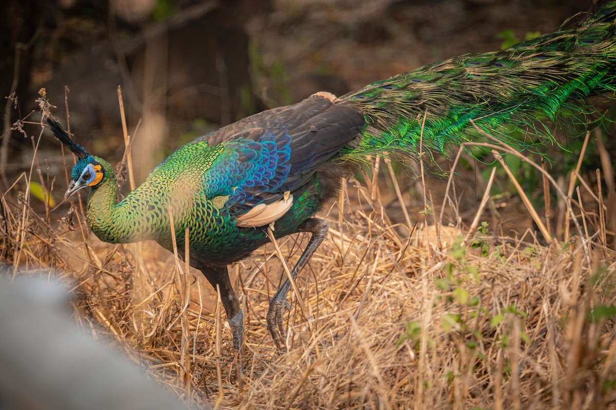 Павич синьокрилий - ML644850977