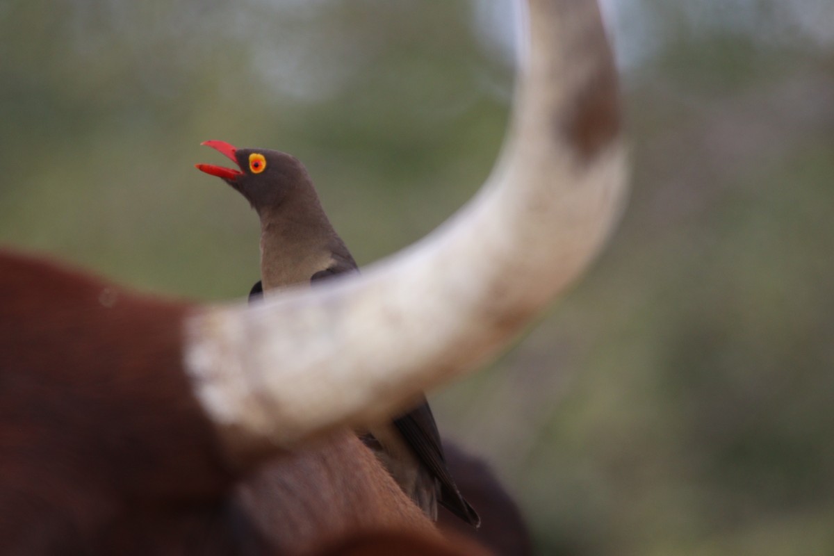 rødnebboksehakker - ML644850989