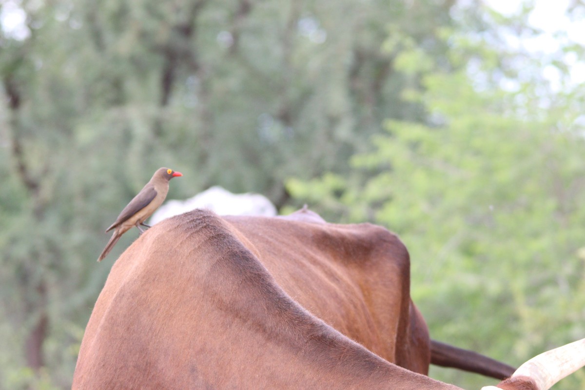 rødnebboksehakker - ML644850990