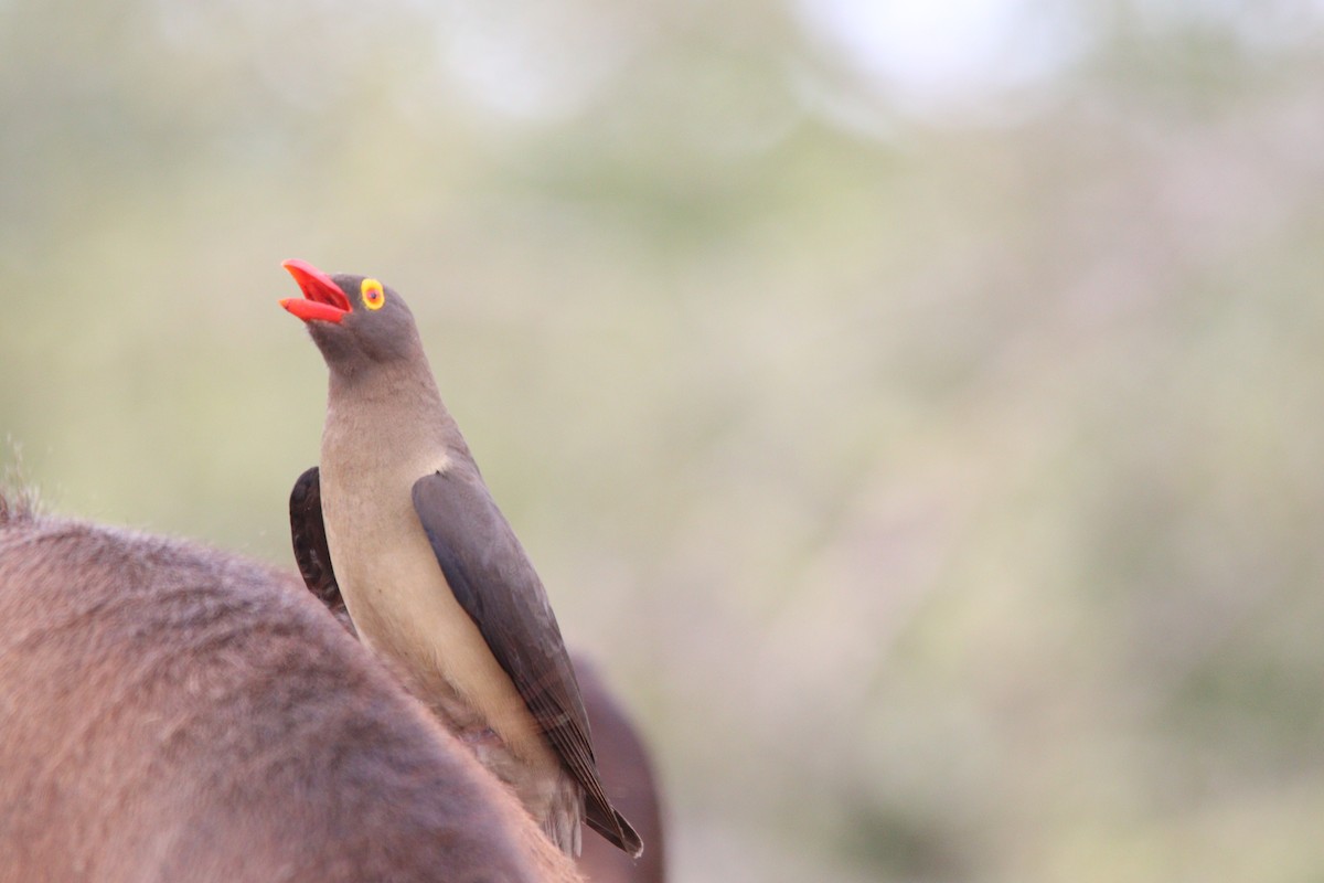 rødnebboksehakker - ML644850991