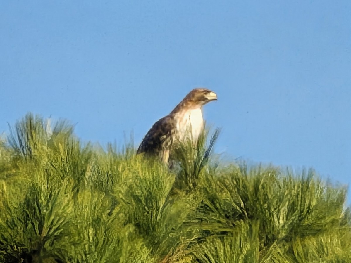 Red-tailed Hawk - ML644850997
