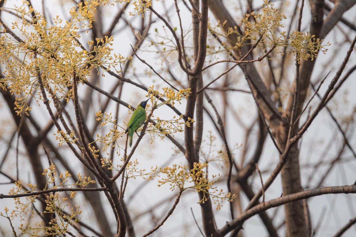 Golden-fronted Leafbird - ML644850999