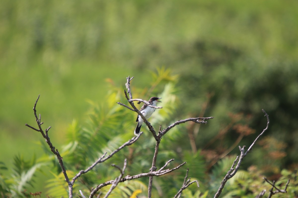 オウサマタイランチョウ - ML644851007