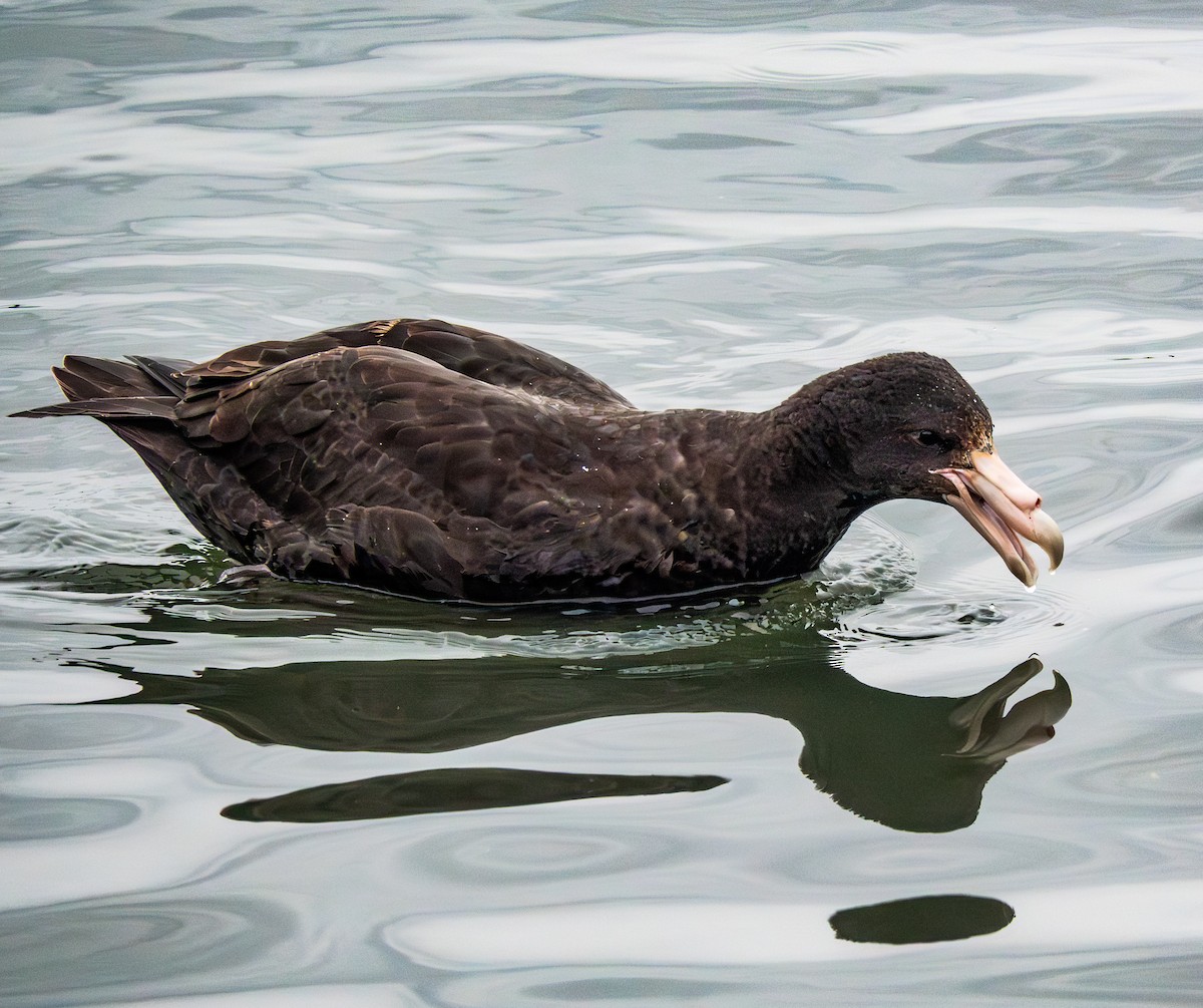 Southern Giant-Petrel - ML644851008