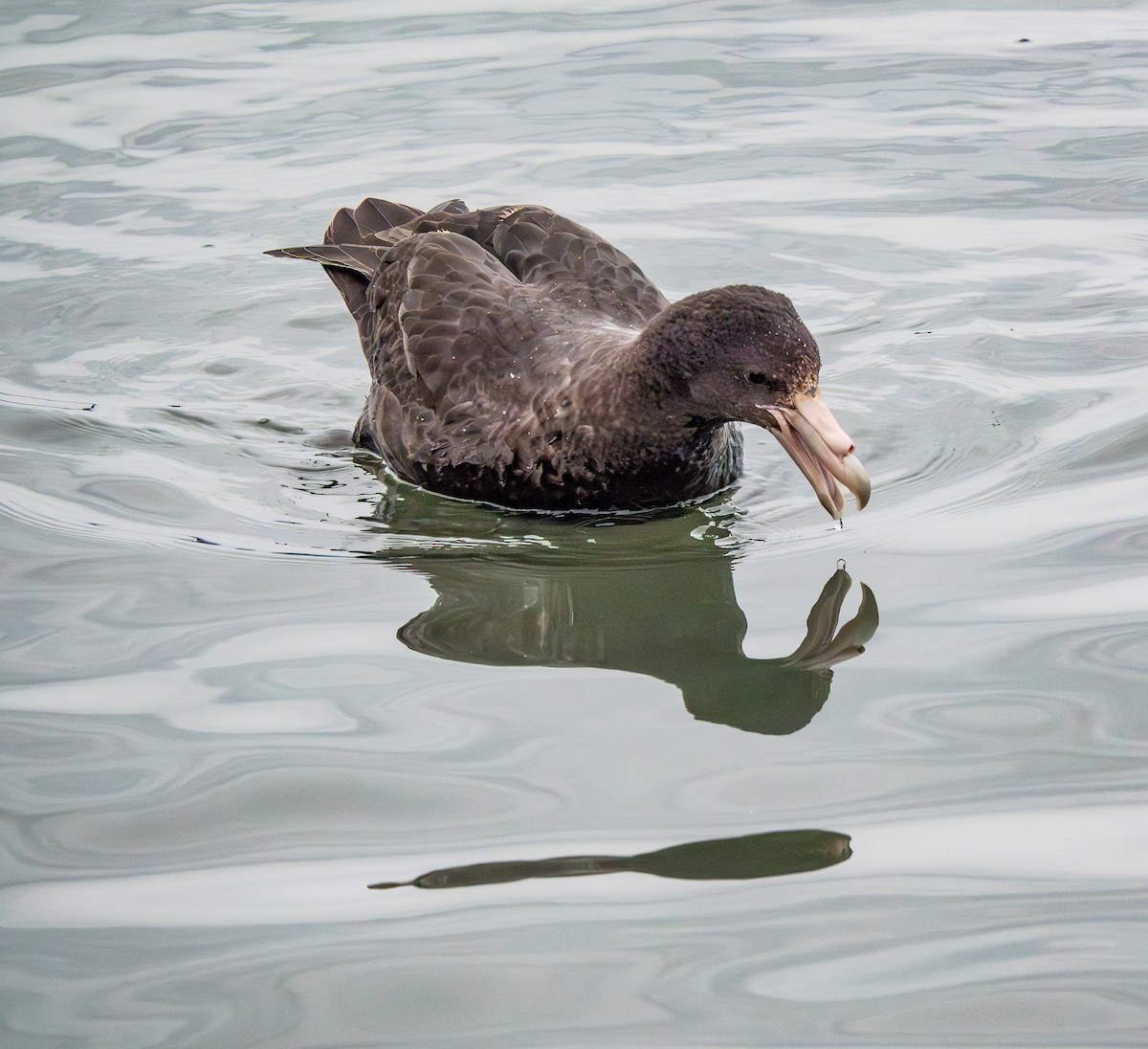 Southern Giant-Petrel - ML644851014