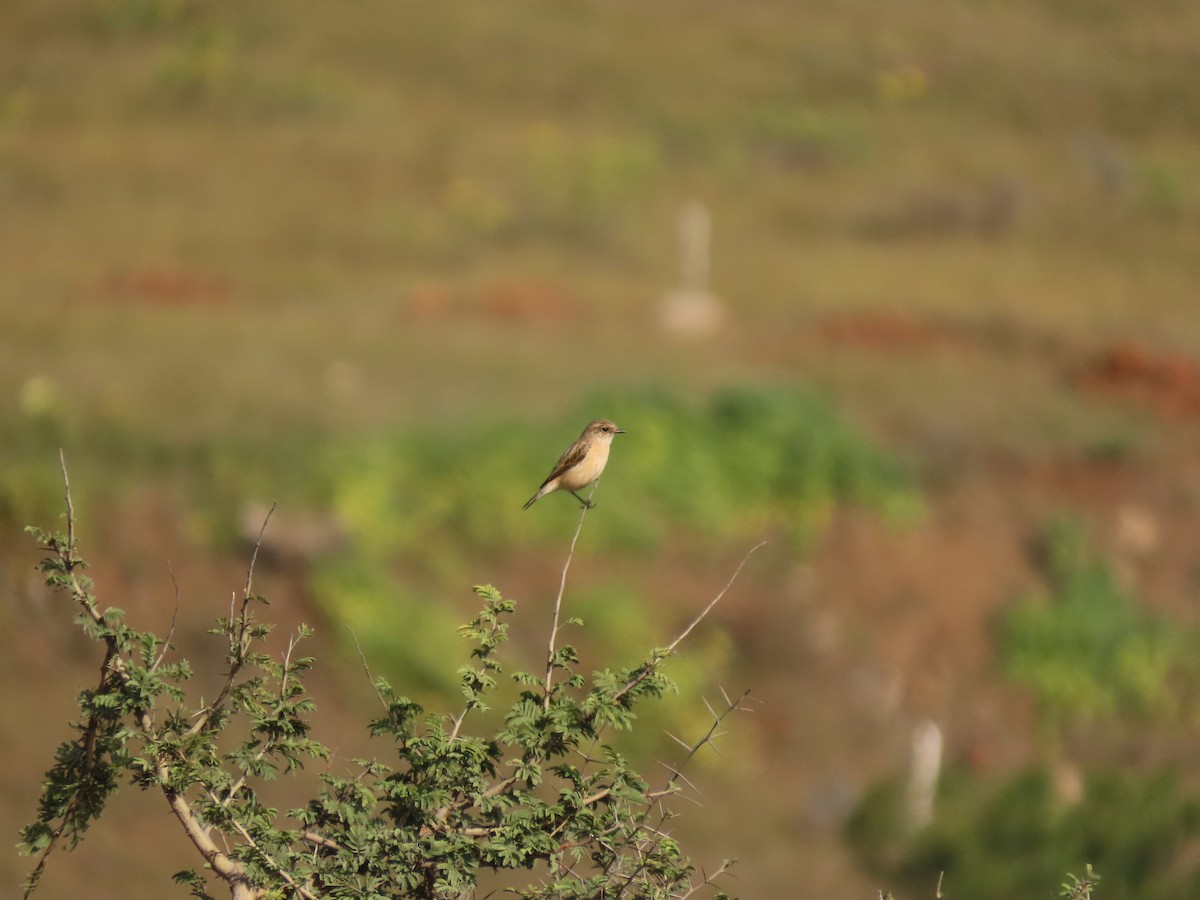 Siberian Stonechat - ML644851026