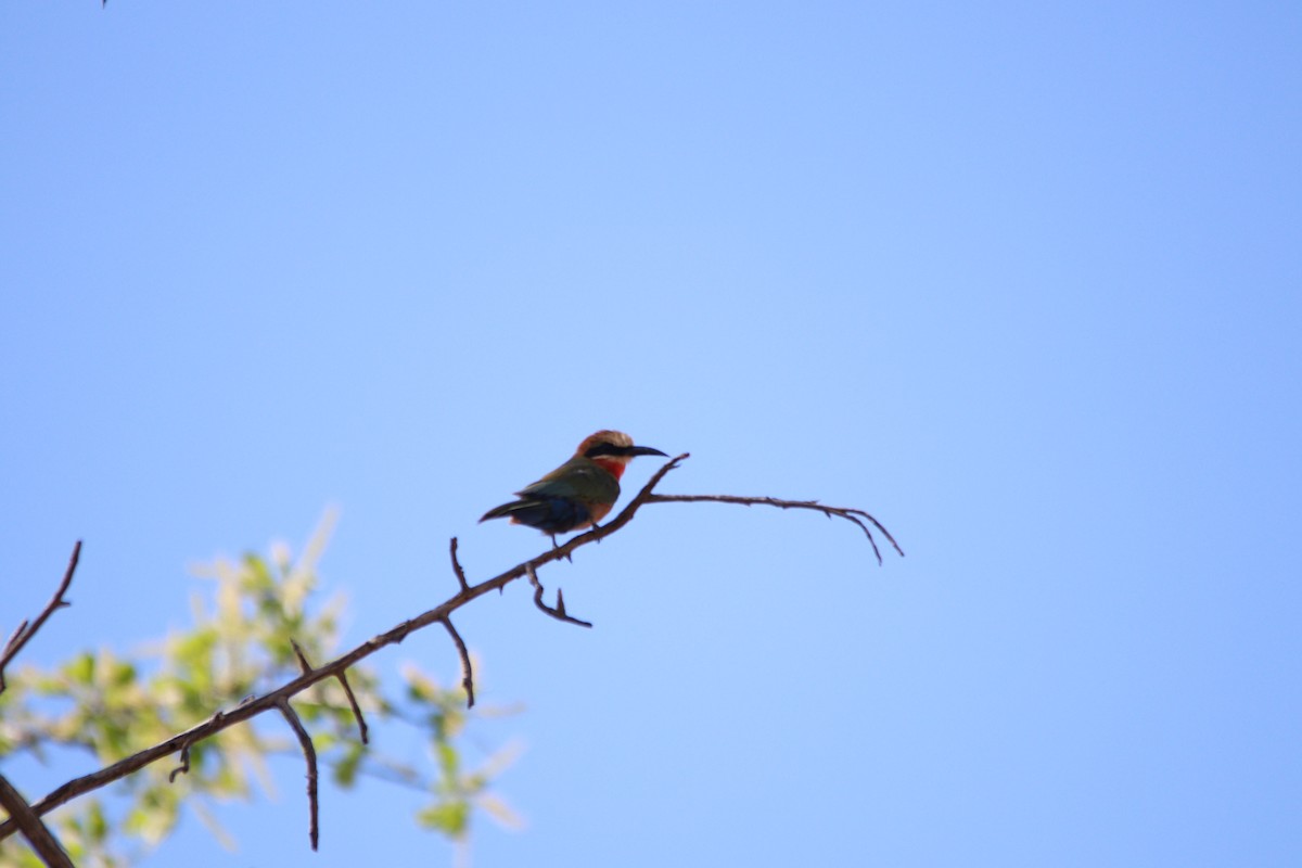 White-fronted Bee-eater - ML644851063