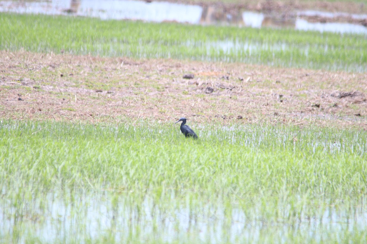 Braunkehlreiher - ML644851106