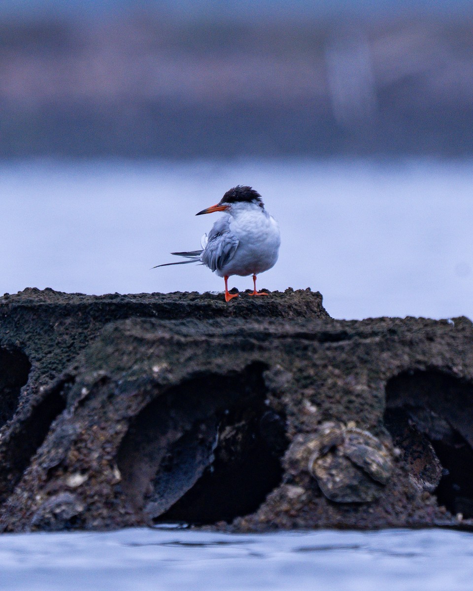 Forster's Tern - ML644851109