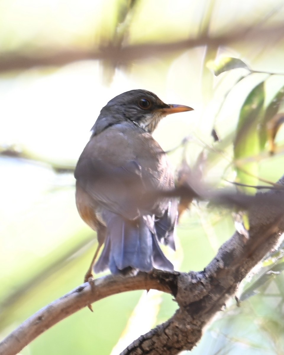 Merle à dos roux - ML644851112